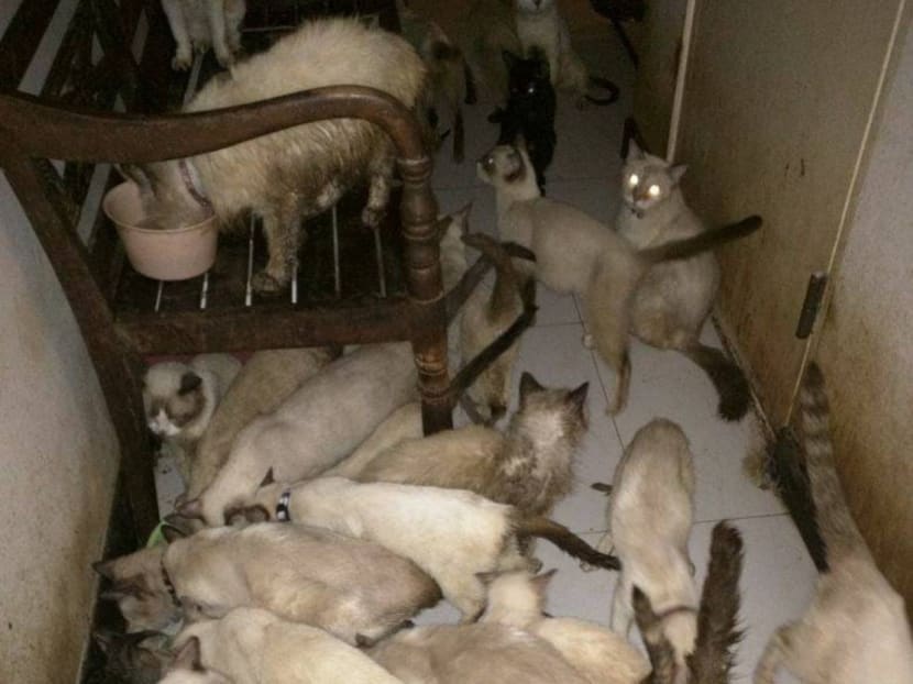 The cats housed in cramped conditions. According to a Facebook page, Saving the Siameses, the animals were allegedly kept by a backyard breeder who could no longer care for them. Photo: Saving the Siameses Facebook page