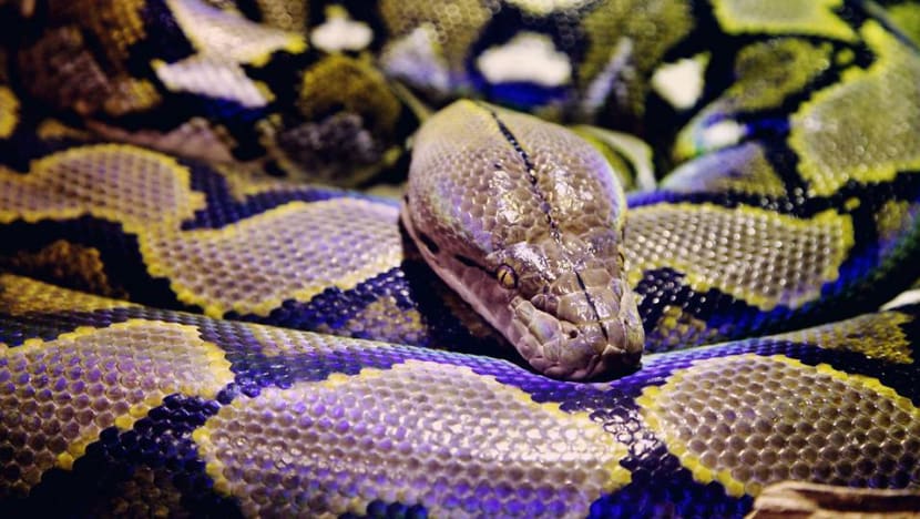 Spot a python? Just leave it alone, advise wildlife groups