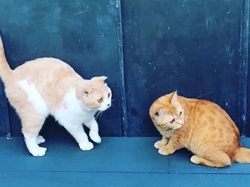 Ed Sheeran's cats take to Instagram Ed Sheeran's cats take to Instagram