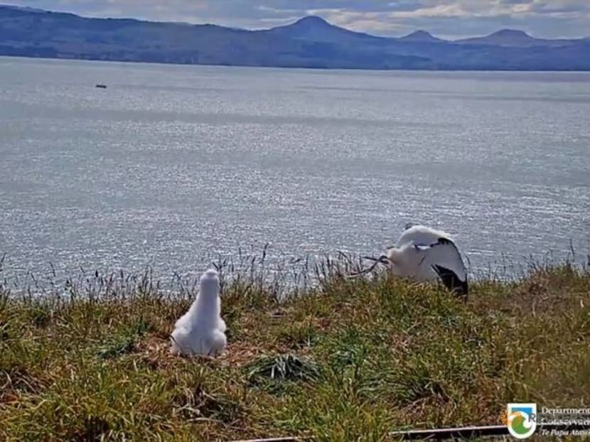 Faceplanting to fame: New Zealand livestream catches albatross in awkward landing