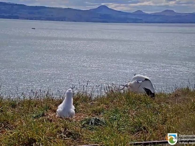 Faceplanting to fame: New Zealand livestream catches albatross in awkward landing Faceplanting to fame: New Zealand livestream catches albatross in awkward landing