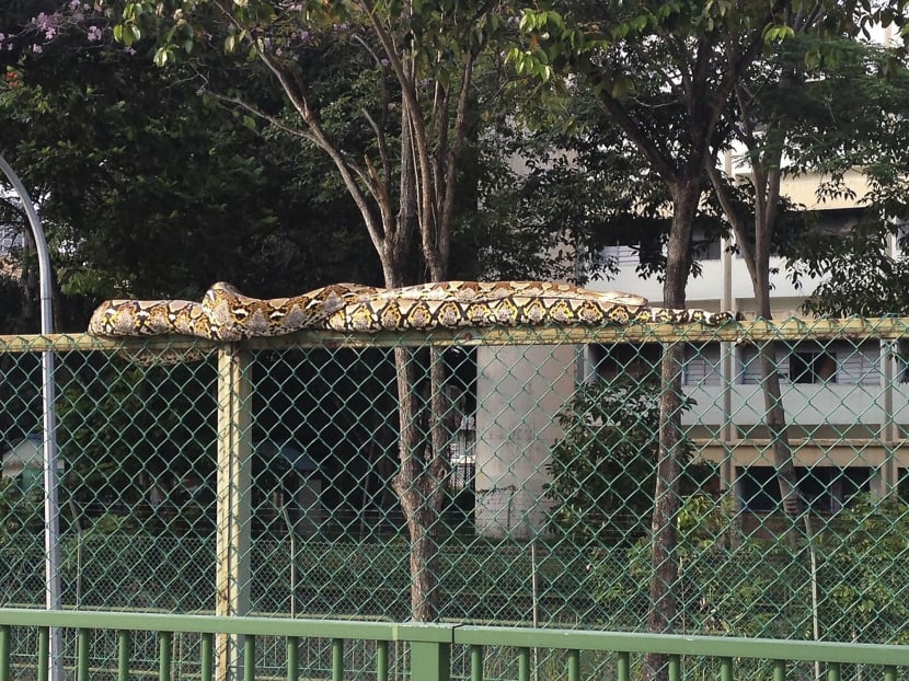 Python spotted at Braddell Road outside the old Braddell-Westlake Secondary School. Picture credit: 938LIVE