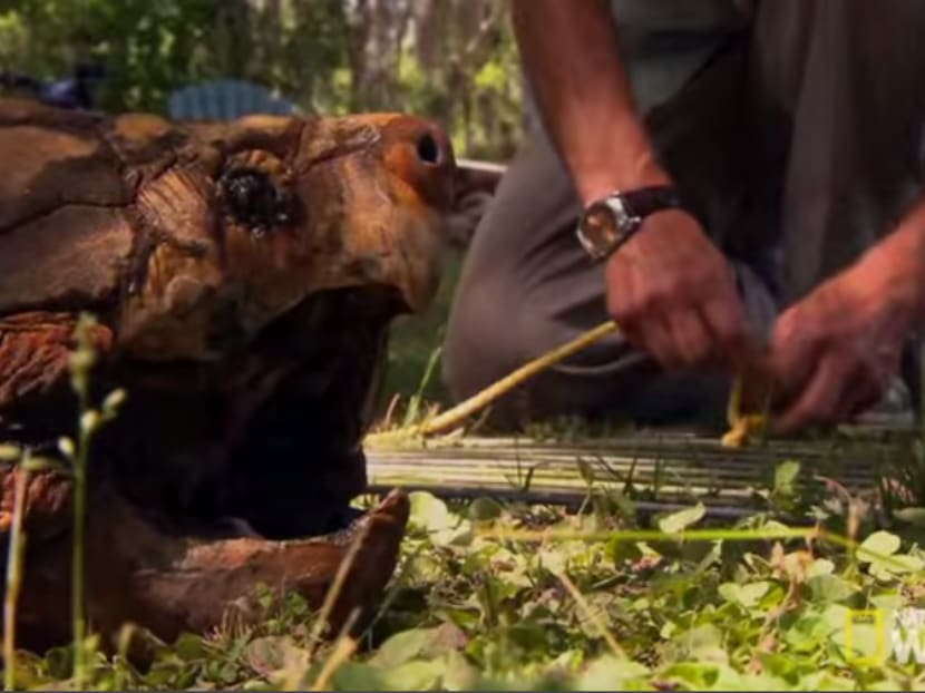 An alligator snapping turtle. Photo: Screencap from NatGeoWild YouTube