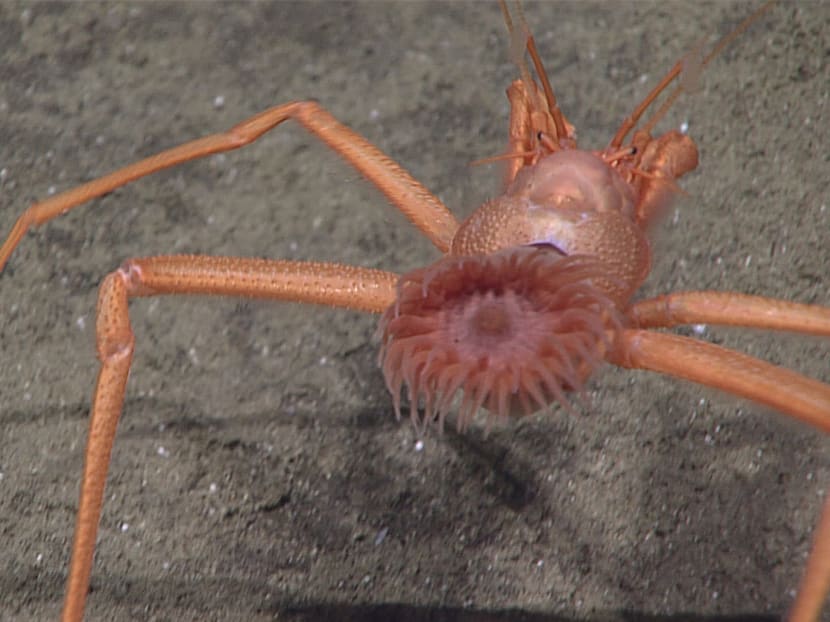 Weird, wild deep sea finds