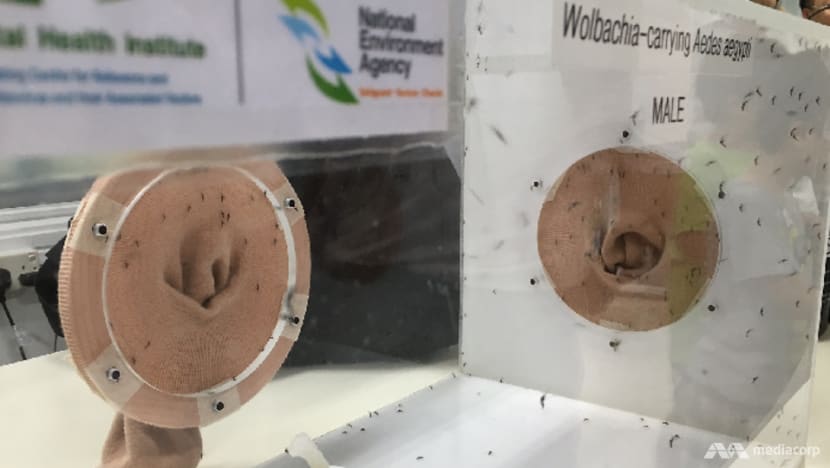 Wolbachia mosquitoes to be released in more neighbourhoods in Nee Soon and Tampines Wolbachia mosquitoes to be released in more neighbourhoods in Nee Soon and Tampines