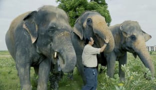 The Mass Extinction - S1E1: India's Endangered Elephants