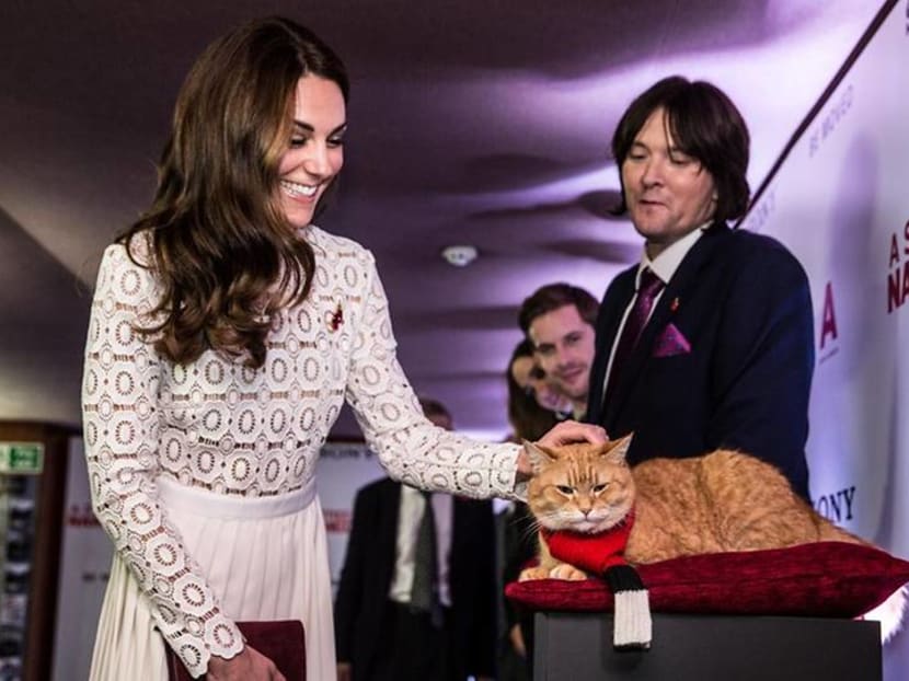 Kitty that inspired A Street Cat Named Bob book and film dies at age 14 Kitty that inspired A Street Cat Named Bob book and film dies at age 14