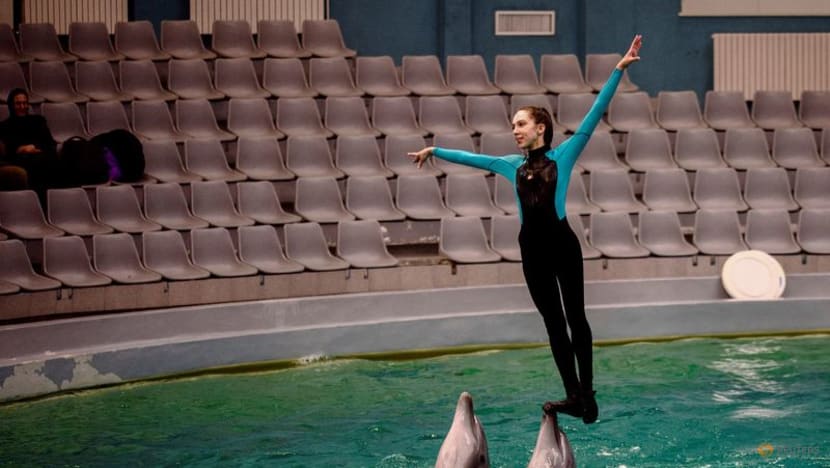 Ukrainian dolphin refugees delight Romanian kids
