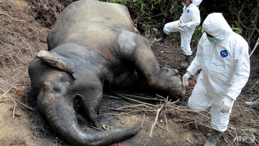 Poisoned Sumatran elephant found dead in Indonesia Poisoned Sumatran elephant found dead in Indonesia