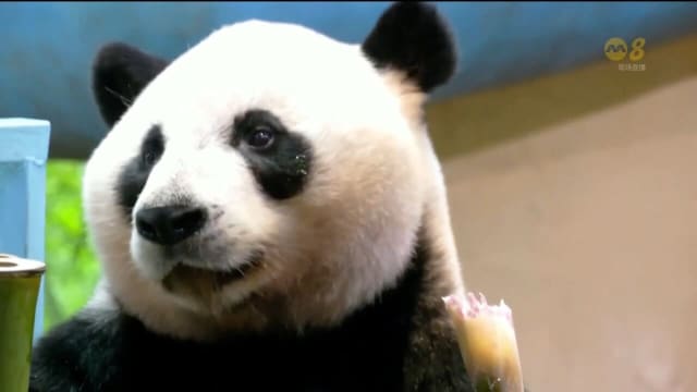 全球唯一大熊猫三胞胎庆祝9岁生日