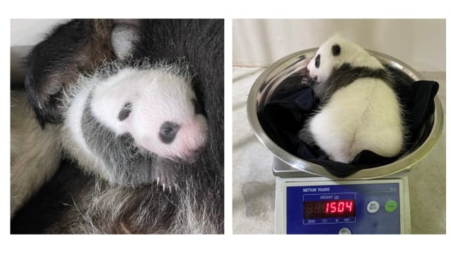 大熊猫宝宝出生超过一个月后 体重达1504克