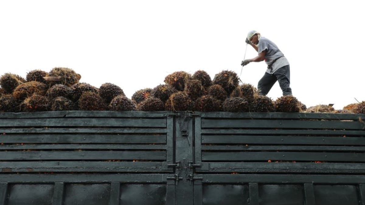 Malaysia End Oct Palm Oil Stocks Seen Higher As Exports Plunge Reuters Poll Cna