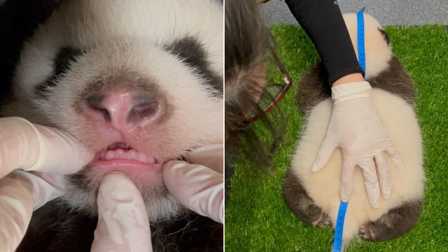熊猫宝宝长牙了 身长已达51.5公分