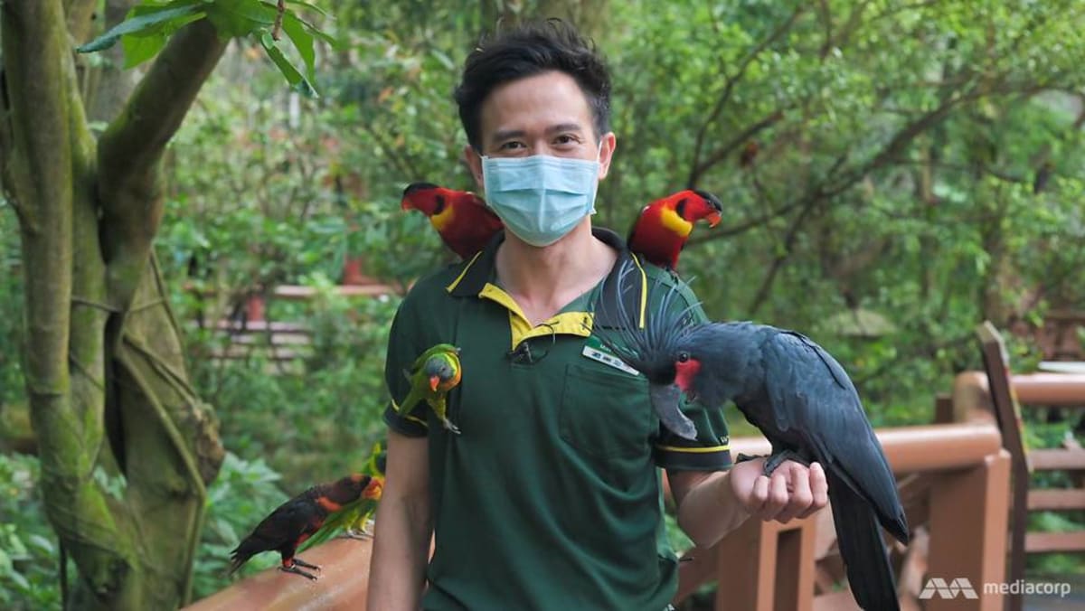 He’s a ‘foster parent’ raising baby birds by hand, helping to save threatened species