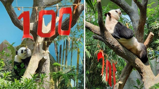 河川生态园为大熊猫嘉嘉庆祝产后100天里程碑