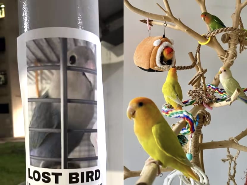 How pet birds in Singapore are lost and found from posters and