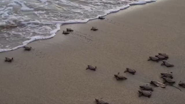 又到海龟筑巢季 东海岸公园近百玳瑁龟孵化