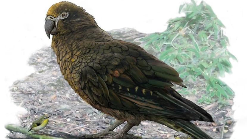 Evidence of 'Herculean' parrot found in New Zealand