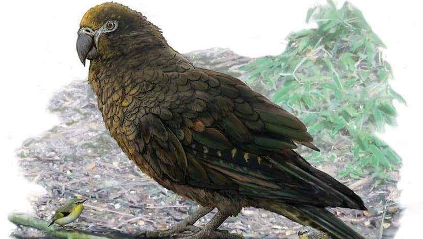 Evidence of 'Herculean' parrot found in New Zealand Evidence of 'Herculean' parrot found in New Zealand