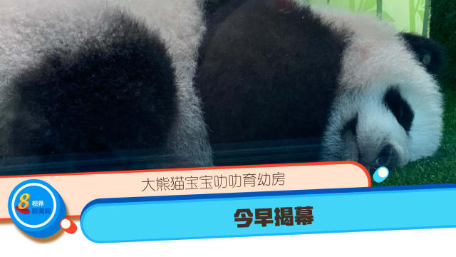 大熊猫宝宝叻叻育幼房今早揭幕
