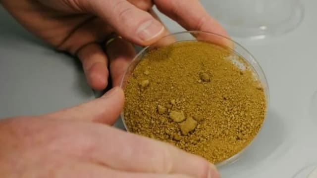 芬兰科学家在实验室培育出“永续咖啡”