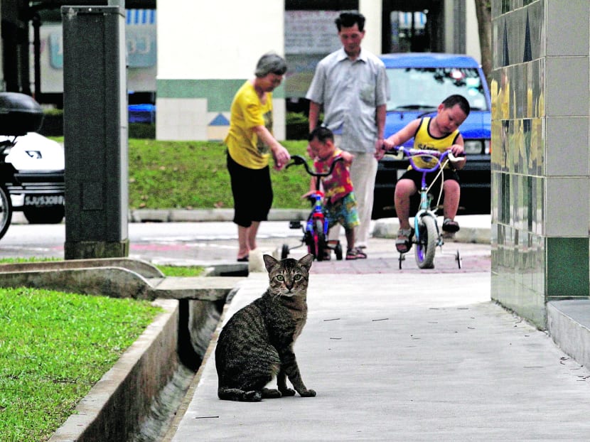 All Town Council property officers should learn mediation skills in resolving complaints about cats. TODAY file photo