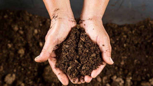 美国纽约州批准“人类遗体堆肥”埋葬方式
