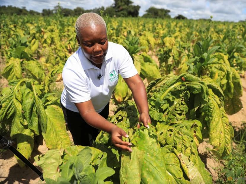 Zimbabwe Tobacco Farmer Offers Lifeline To Survivors Of Gender Violence Today 