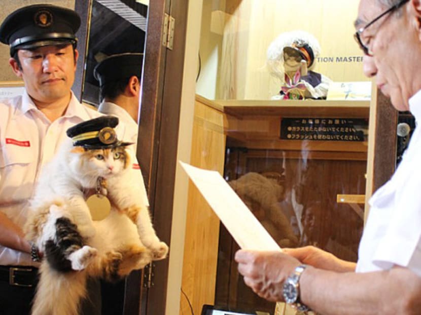 Nitama, Japan’s latest stationmaster cat. Photo: Ryobi Group