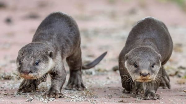 Commentary: Cute otters and pangolins get saved but are ugly animals a lost  conservation cause? - CNA