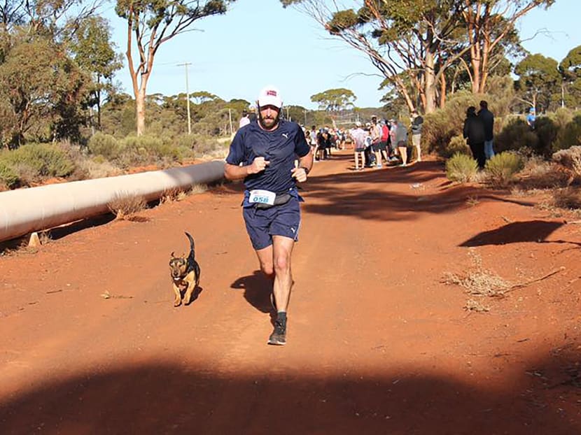 A dog called Stormy competing in the Goldfields Pipeline marathon near Kalgoorlie, Australia. Stormy was awarded a medal after completing a half-marathon in outback Australia and winning the hearts of its human competitors.