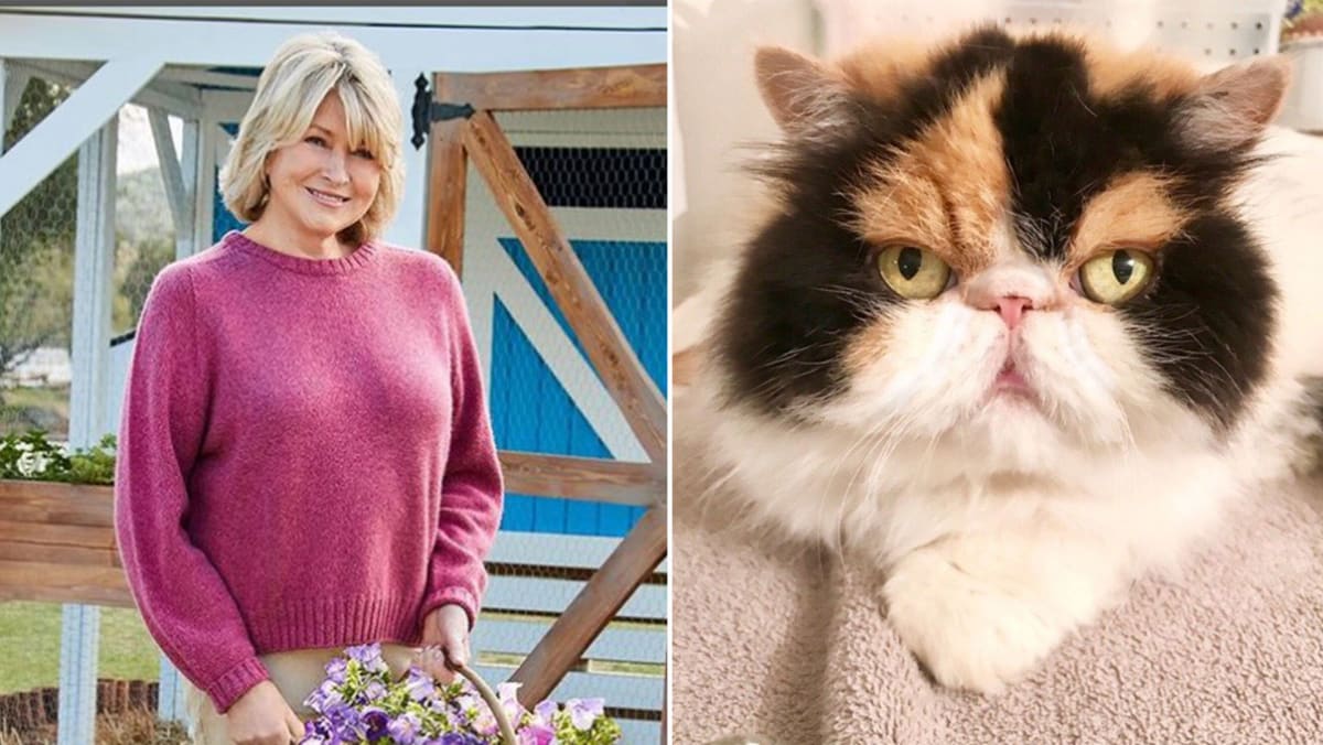 Martha Stewart’s Cat Mauled To Death By Her Four Dogs - 8days