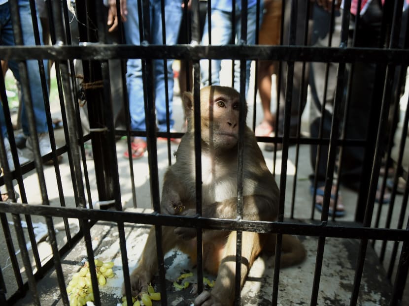 Gallery: Thieving monkey bound and caged in India’s Mumbai