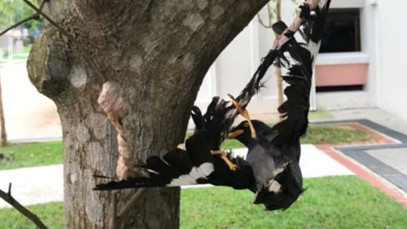 ACRES rayu maklumat burung tiung digam pada pokok di Chua Chu Kang