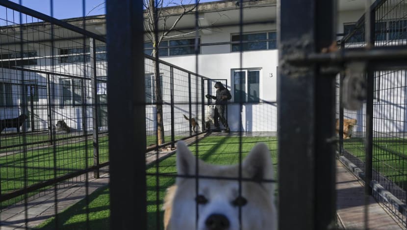 China's pet sitters back in business after COVID-19 reopening China's pet sitters back in business after COVID-19 reopening