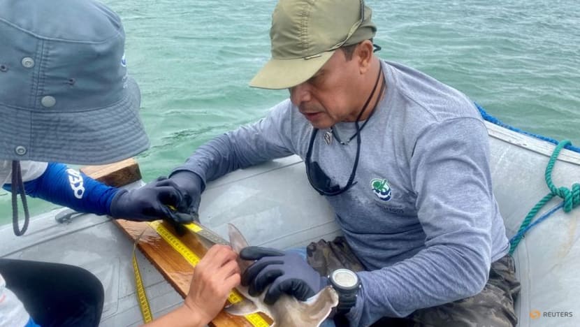 Scientists discover hammerhead shark nursery in Ecuador's Galapagos