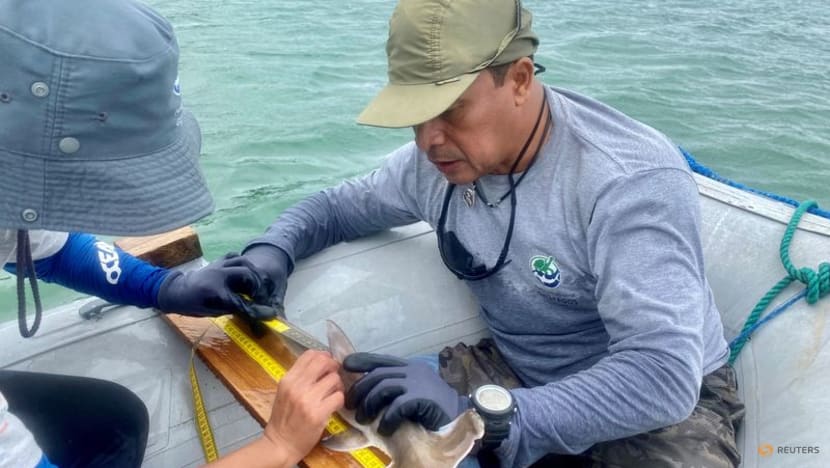 Scientists discover hammerhead shark nursery in Ecuador's Galapagos Scientists discover hammerhead shark nursery in Ecuador's Galapagos