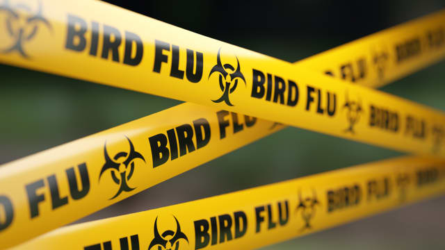 哺乳动物确诊禽流感病例增加 世卫表示担忧