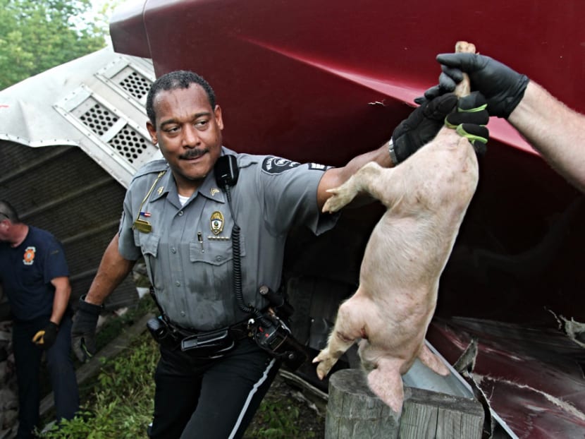 Truck carrying 2,200 pigs overturns on Ohio highway