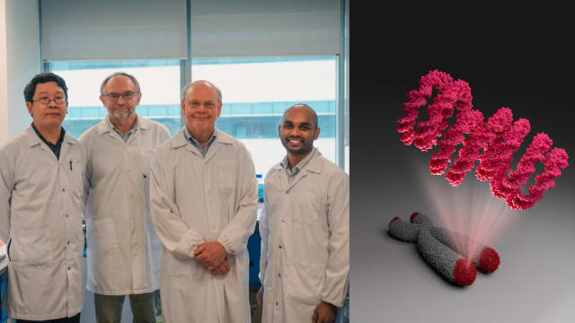 南大研究团队绘制染色体端粒结构 助癌症药物研发工作
