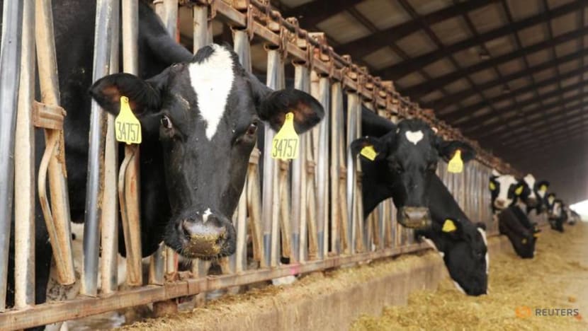 Burps to burgers: Food companies wrangle climate-warming cattle emissions Burps to burgers: Food companies wrangle climate-warming cattle emissions
