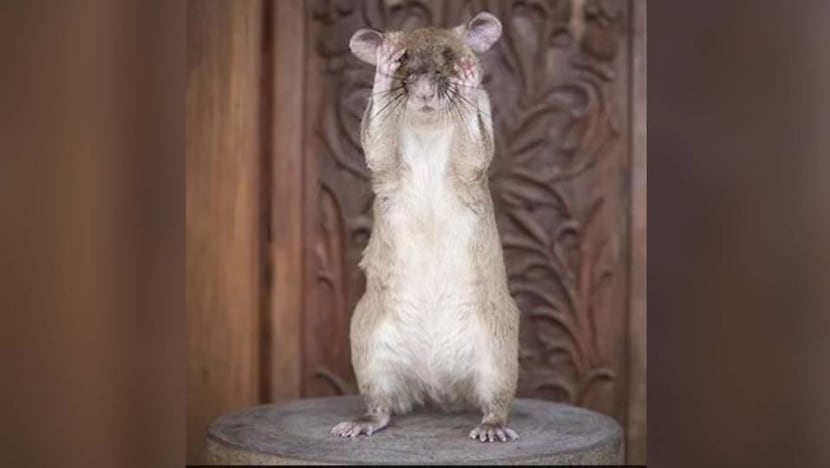 Rat-ical hero: Landmine detection rat Magawa wins gold medal for ‘life-saving’ work in Cambodia