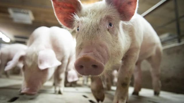 本地屠宰场死猪中验出非洲猪瘟 我国暂停从布兰岛进口活猪