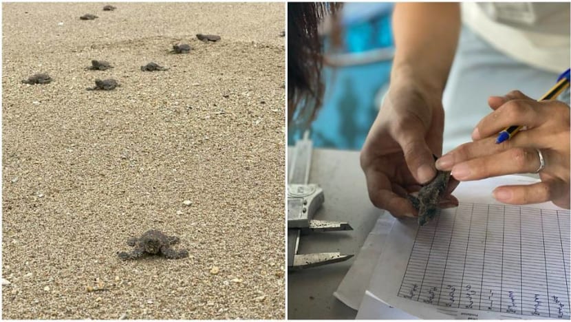 More turtle sightings and nests over the last few years: NParks More turtle sightings and nests over the last few years: NParks