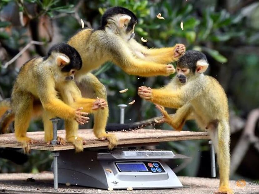 London Zoo weighs animals to find out effect of lockdown blues London Zoo weighs animals to find out effect of lockdown blues