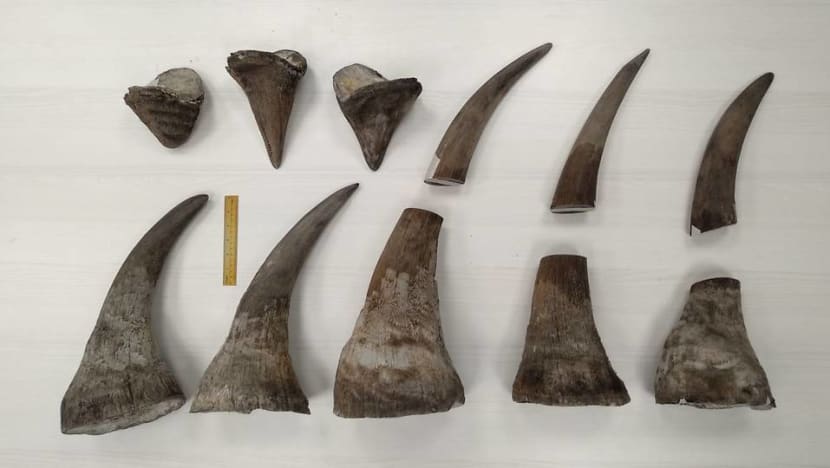 Man jailed for trying to smuggle 11 pieces of rhino horn via Singapore to Vietnam