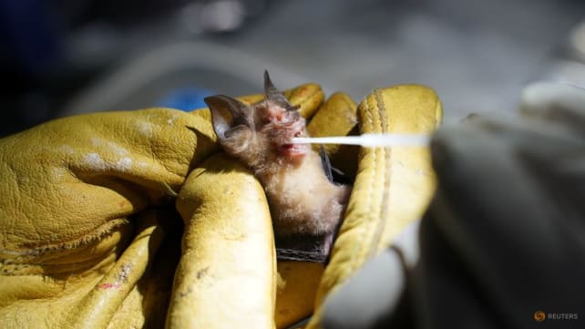 Cambodia bat researchers on mission to track origin of COVID-19