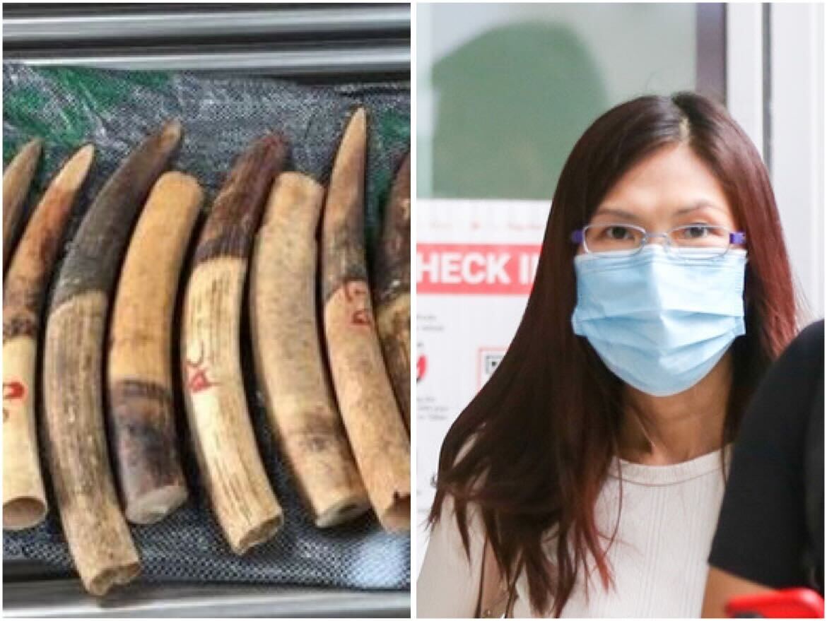 Dao Thi Boi (right) did not exercise due diligence to ensure a shipment of groundnuts, which turned out to contain more than S$3 million worth of elephant tusks, was legal. Dao Thi Boi (right) did not exercise due diligence to ensure a shipment of groundnuts, which turned out to contain more than S$3 million worth of elephant tusks, was legal.