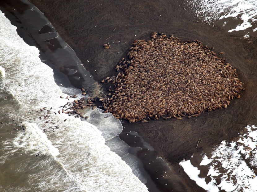 Gallery: Lack of ice forces some 35,000 walruses to chill on Alaska shore