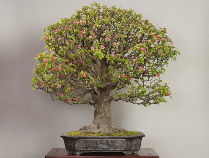 US$1.3 million for a tree in a pot: What accounts for the beauty of bonsai?  - CNA Luxury